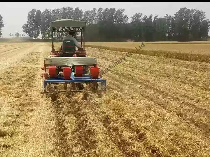 Semis d'arachides dans un champ de maïs