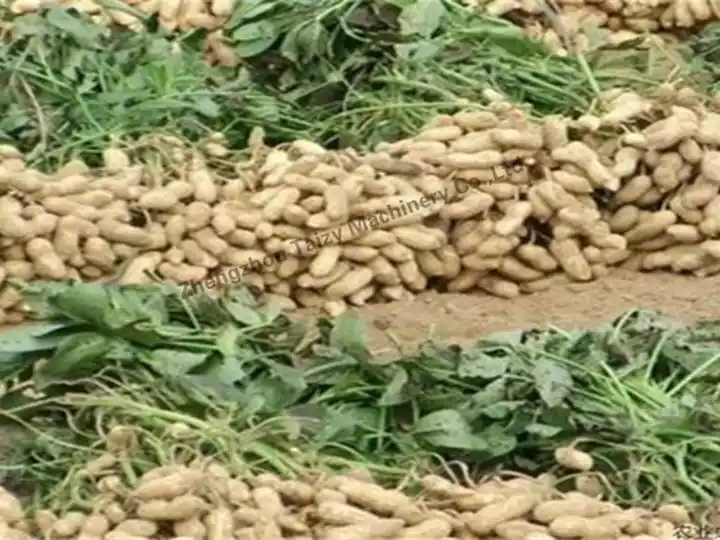 Peanut harvesting