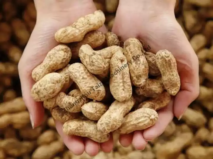 Peanut in shell planting