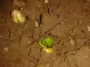 Peanut sprouting