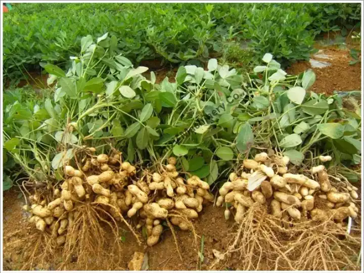 Planting of peanuts