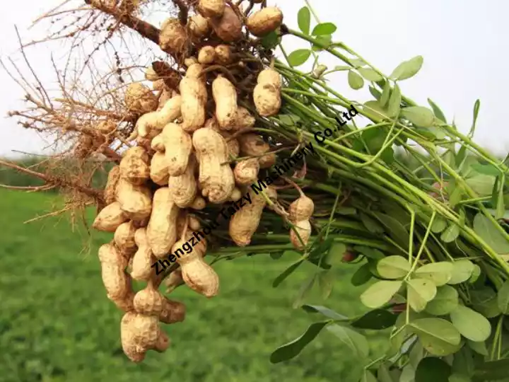 Raw material for peanut picking machine