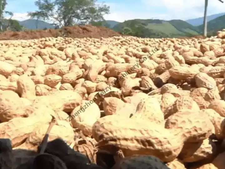 Drying peanuts