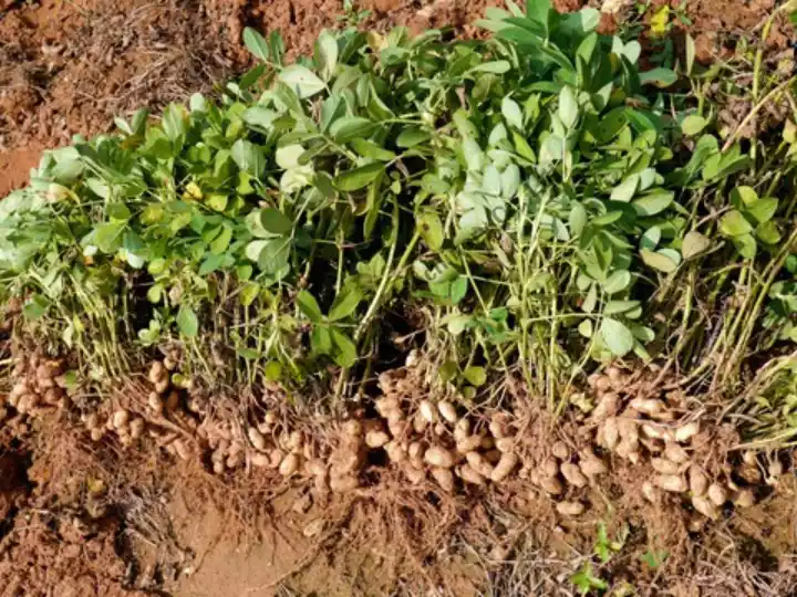 Peanut harvest