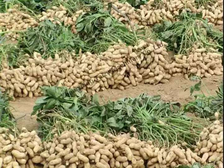 Peanut plants 