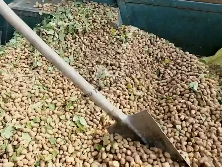 cacahuètes mélangées à des feuilles