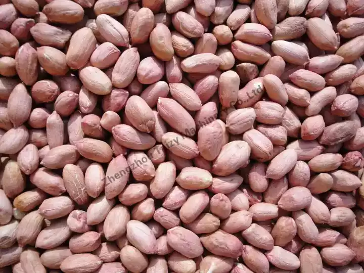 peanut kernel