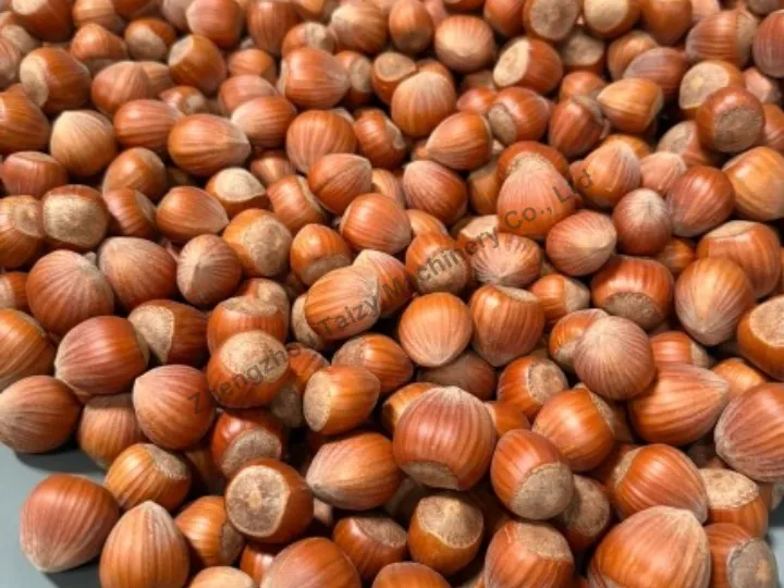 Hazelnut Opening Machine 4 Hazelnuts before processing