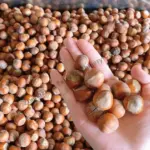processed hazelnuts