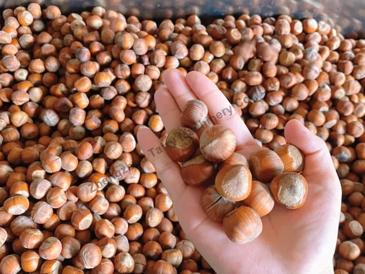 Hazelnut Opening Machine 6 Processed hazelnuts