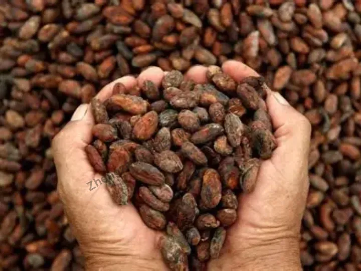 800 Kg/H Cocoa Pod Splitter Has Been Successfully Operating In Philippines 6 Cocoa beans