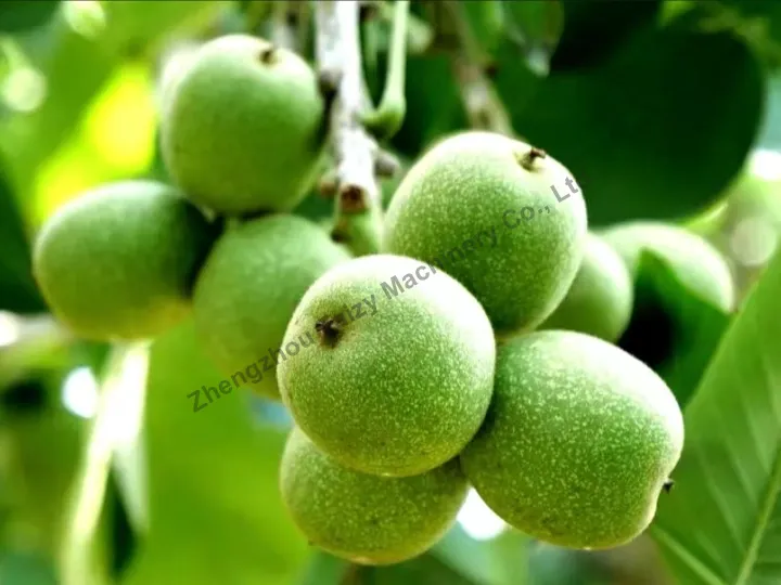 Green Walnut Peeling Machine 4 Fresh walnut